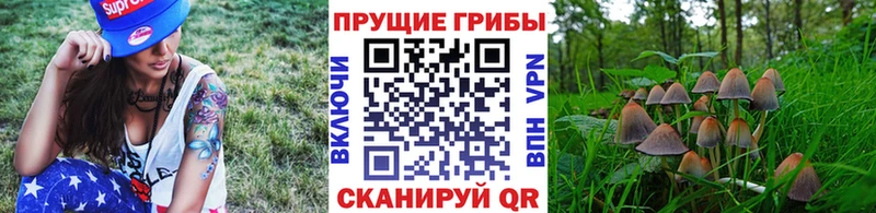 Галлюциногенные грибы Psilocybine cubensis  Оленегорск 